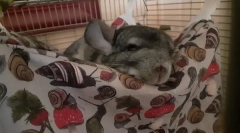 Jak zadzwonić do szynszyli, nazwiska dla chłopców i dziewcząt